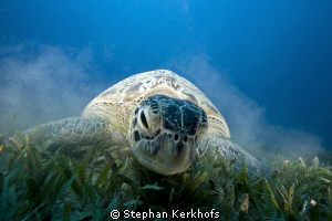 Green turtle up close and personal taken in Na'ama Bay. by Stephan Kerkhofs 